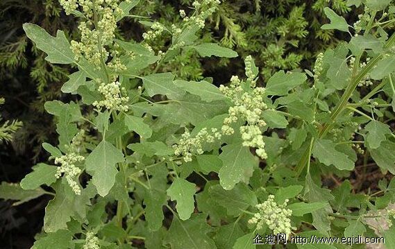 野菜及使用大全